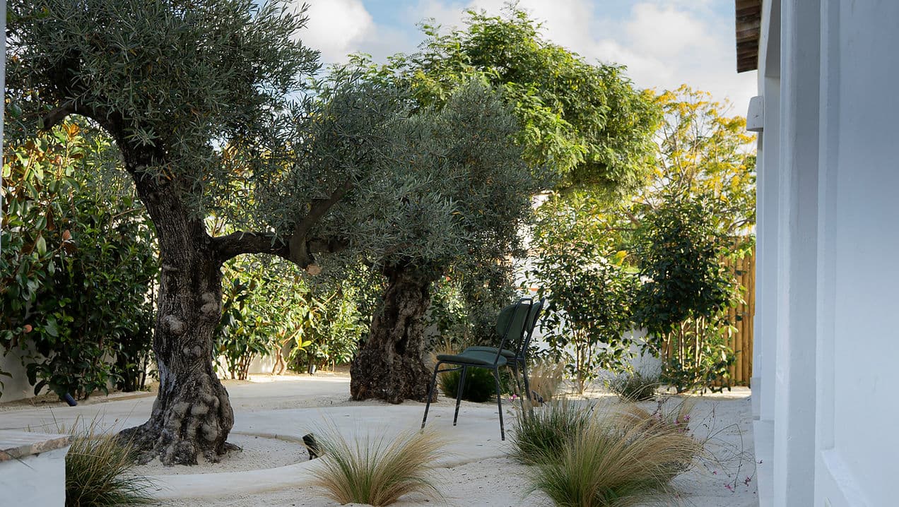 Outdoor seating area with olive trees and lush greenery at Rafter Melides Oliveiras in Melides, Portugal