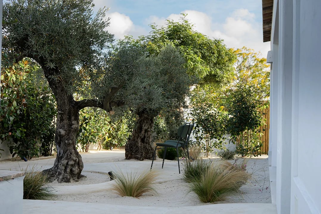 Outdoor seating area with olive trees and lush greenery at Rafter Melides Oliveiras in Melides, Portugal
