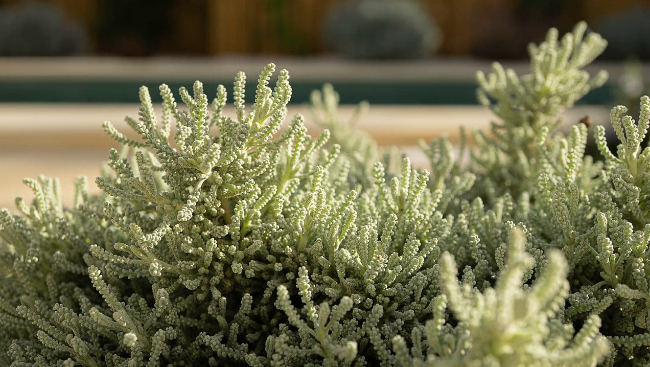Close-up of decorative garden plants at Rafter Melides Oliveiras holiday rental in Melides, Portugal
