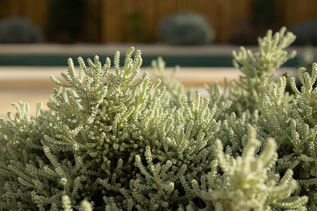 Close-up of decorative garden plants at Rafter Melides Oliveiras holiday rental in Melides, Portugal