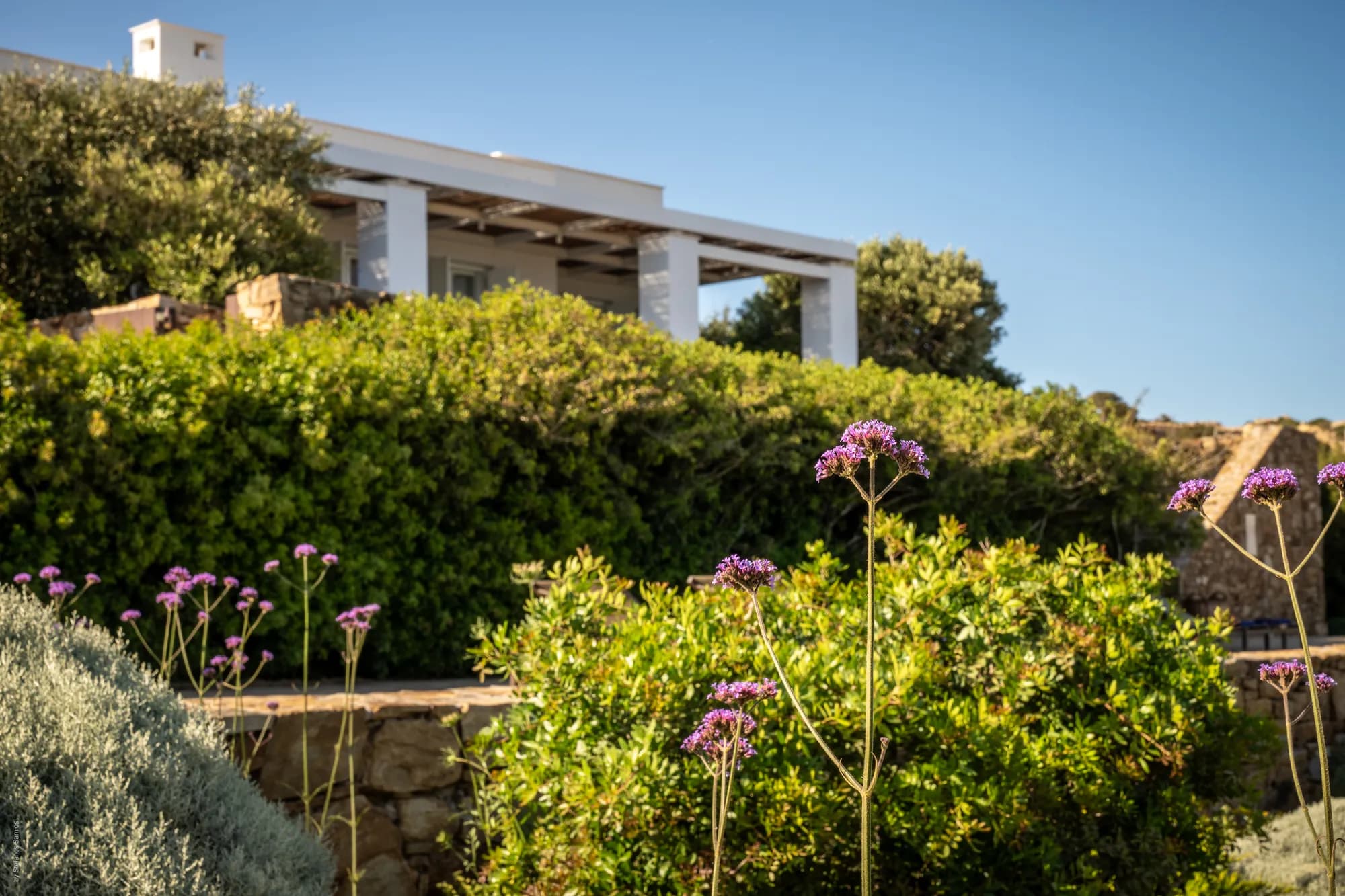 Terrace with white pillars and surrounding vibrant greenery at Rafter Koufonisia Thalia, Koufonisia, Greece